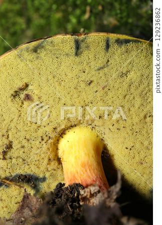 宮見川菇黃色菌孔表面特寫(天然菌菇微距攝影) 宮見川菇黃色菌孔表面特寫(天然菌菇微距攝影) 129236862