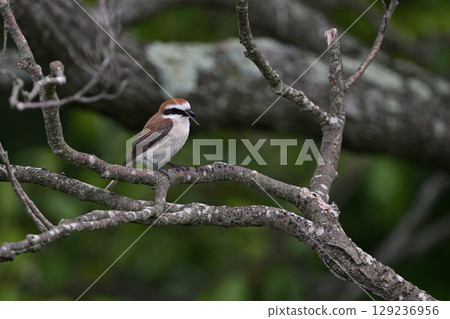 Brown-headed Shrike ⑤ (Hokkaido) 129236956