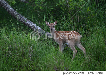 蝦夷鹿111（北海道） 129236981