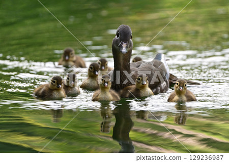 Mandarin Duck (Hokkaido) 129236987