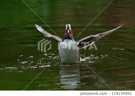 Mandarin duck (Hokkaido) Mandarin duck (Hokkaido) 129236991