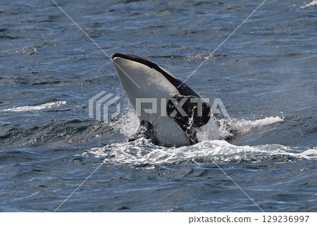 虎鯨④（北海道） 129236997