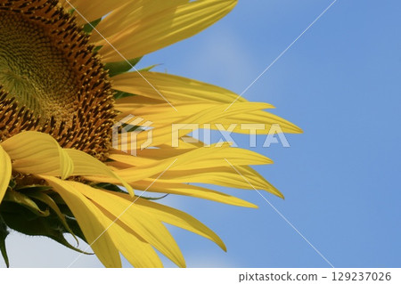 向日葵花瓣在風藍天下搖曳 向日葵花瓣在風藍天下搖曳 129237026