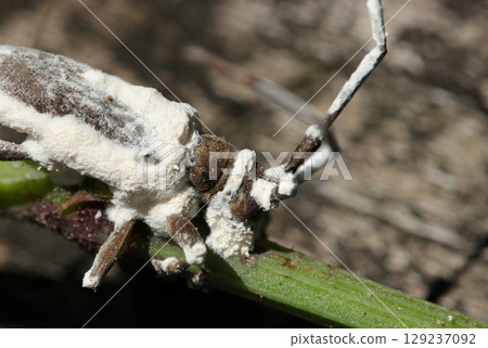 The head of a longhorn beetle covered in Beauveria mycelium, resembling a goat (macrophotography in a natural environment) The head of a longhorn beetle covered in Beauveria mycelium, resembling a goat (macrophotography in a natural environment) 129237092