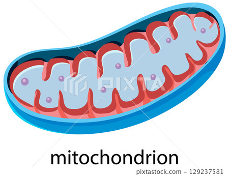 Colorful Mitochondrion Vector Illustration 129237581