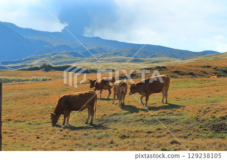Volcanic smoke from Mount Aso's Nakadake and grazing cattle (Akaushi) 129238105