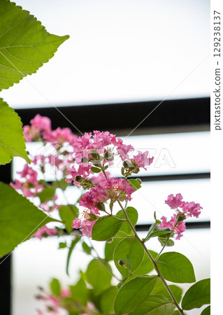 Top view of Crape Myrtle, focus selective 129238137