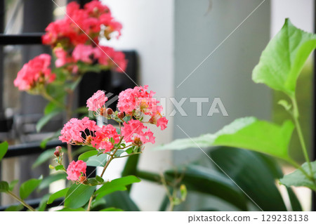 Top view of Crape Myrtle, focus selective 129238138
