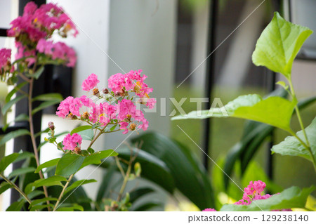 Top view of Crape Myrtle, focus selective 129238140