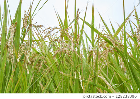 Autumn sky rice Autumn sky rice 129238390