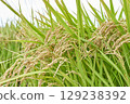 Autumn rice field landscape 129238392