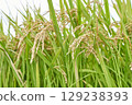 Sky and rice 129238393