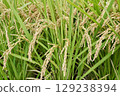 Growing rice 129238394