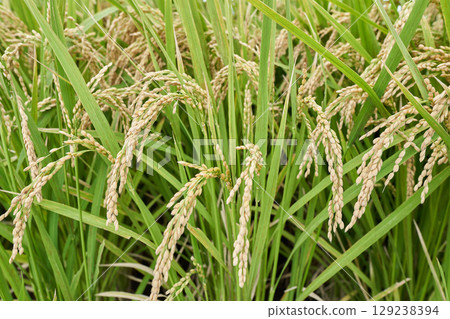 種植水稻 種植水稻 129238394