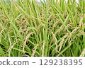 Japanese rice cultivation 129238395