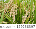 Japanese rice 129238397