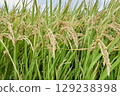 Autumn rice field landscape 129238398