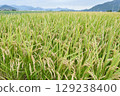 Rice cultivation in mountainous areas 129238400