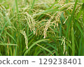 Growing rice 129238401