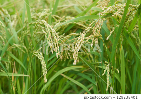 Growing rice 129238401