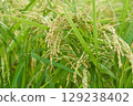 Sagging rice ear 129238402