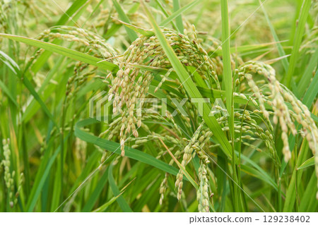 Sagging rice ear 129238402