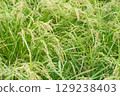 Harvesting rice 129238403