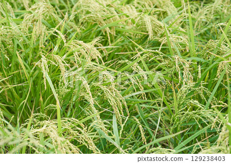Harvesting rice Harvesting rice 129238403