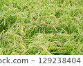 Fruited rice panicle 129238404