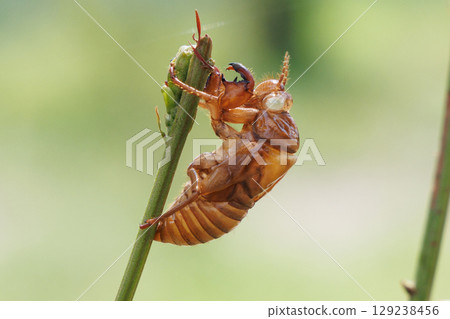 Cicada shells on leaves Cicada shells on leaves 129238456
