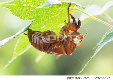 Cicada shells on leaves 129238473