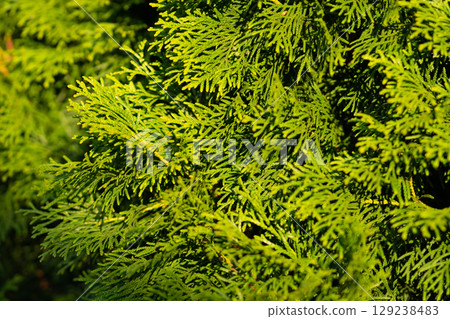 Sunlit arborvitae foliage forms dense evergreen garden hedge Sunlit arborvitae foliage forms dense evergreen garden hedge 129238483