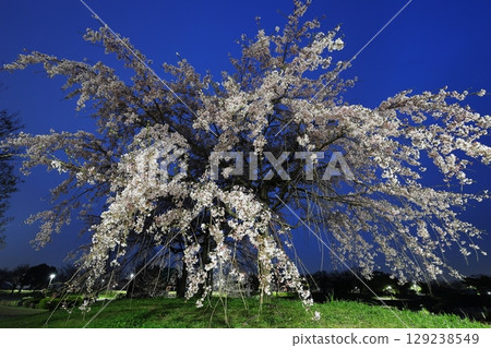 夜晚的櫻花 129238549