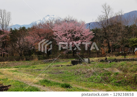 櫻花風景 129238658