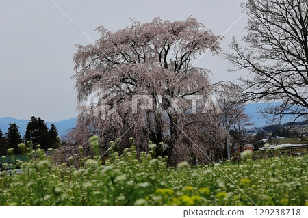 死棕色櫻桃樹 129238718