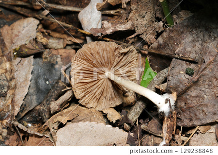 Brown Wasabikarevatake mushroom in the soil of a wooded area (girdles and stem, fungi in natural environment, mushroom macro photography) 129238848