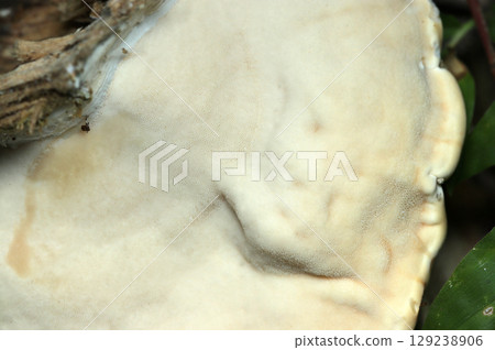 側耳蘑菇的底部，具有多孔圖案（戶外真菌和蘑菇微距攝影） 129238906