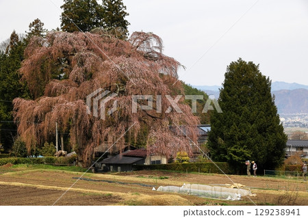 Cherry blossoms in Yamazato 129238941