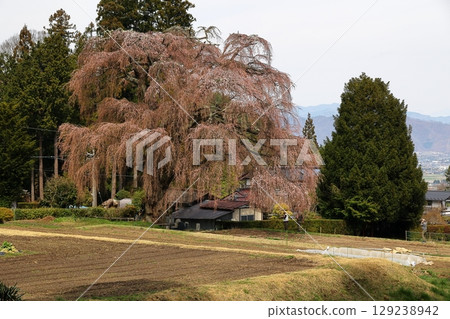 Cherry blossoms in Yamazato 129238942