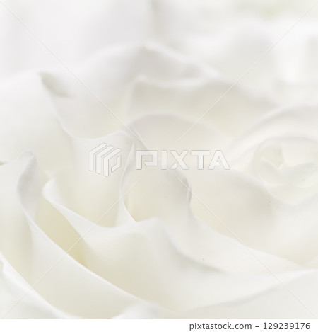 Abstract floral background, white rose flower petals, soft focus. Macro flowers backdrop for holiday brand design 129239176
