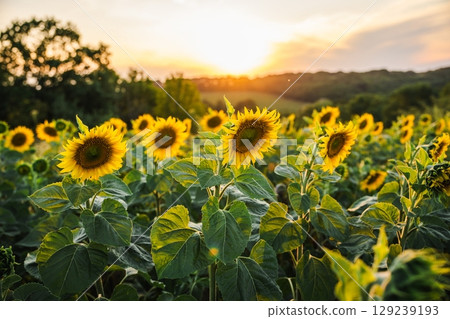 Sunflower field in full bloom at sunset with golden light illuminating bright yellow petals and green leaves under a colorful evening sky. Sunflower field in full bloom at sunset with golden light illuminating bright yellow petals and green leaves under a colorful evening sky. 129239193