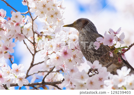 Cherry blossoms in full bloom and brown eyes Cherry blossoms in full bloom and brown eyes 129239403
