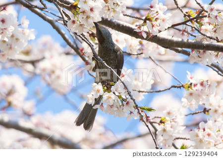Brown-eared bulbul sucking cherry honey in full bloom 129239404