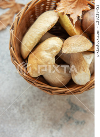 Freshly picked porcini mushrooms resting in a wicker basket with autumn leaves 129239452