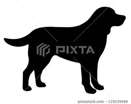 Silhouette Golden Retriever. Silhouette illustration of standing dog, Golden Retriever. For marketing materials, educational content about breeds, print media, postcard. Illustration white background 129239496