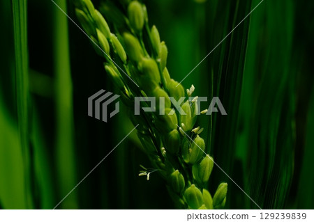 預示著豐收:小山田綠地的稻花 預示著豐收:小山田綠地的稻花 129239839