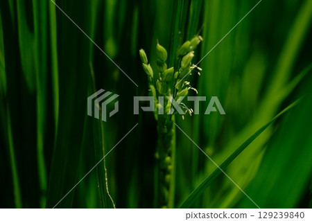 A hunch of a bountiful harvest: Rice flowers at Oyamada Green Space 129239840