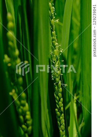 預示著豐收:小山田綠地的稻花 預示著豐收:小山田綠地的稻花 129239841