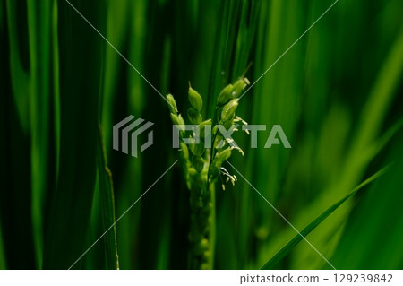 A hunch of a bountiful harvest: Rice flowers at Oyamada Green Space 129239842
