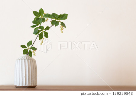 Daeda Dunziae 129239848